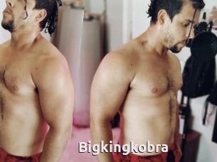 Bigkingkobra