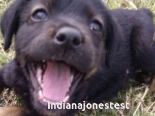 Indianajonestest