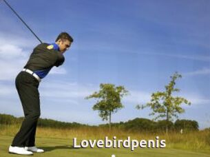 Lovebirdpenis