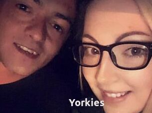 Yorkies